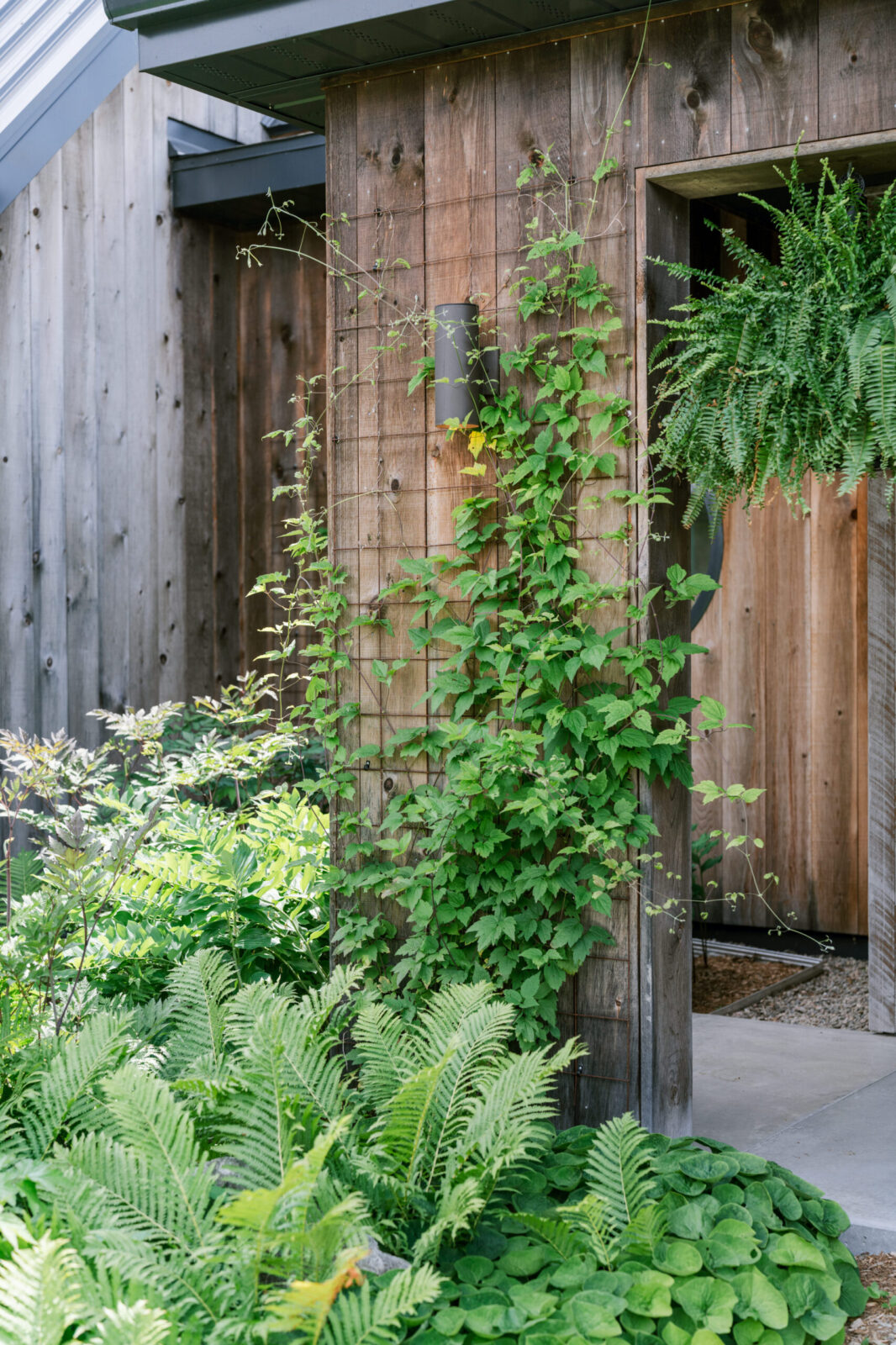 Wooden barn exterior with climbing vines, ferns, and hanging planters lining a lush entryway at Le Peaches & Cream.